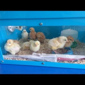 Meet your Posher, Dongkyu